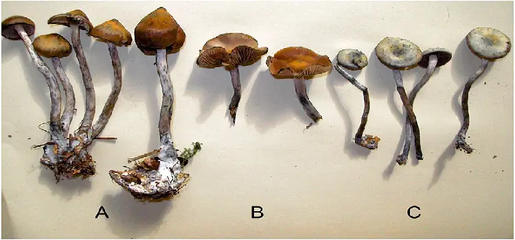 Identifying Dried Magic Mushrooms