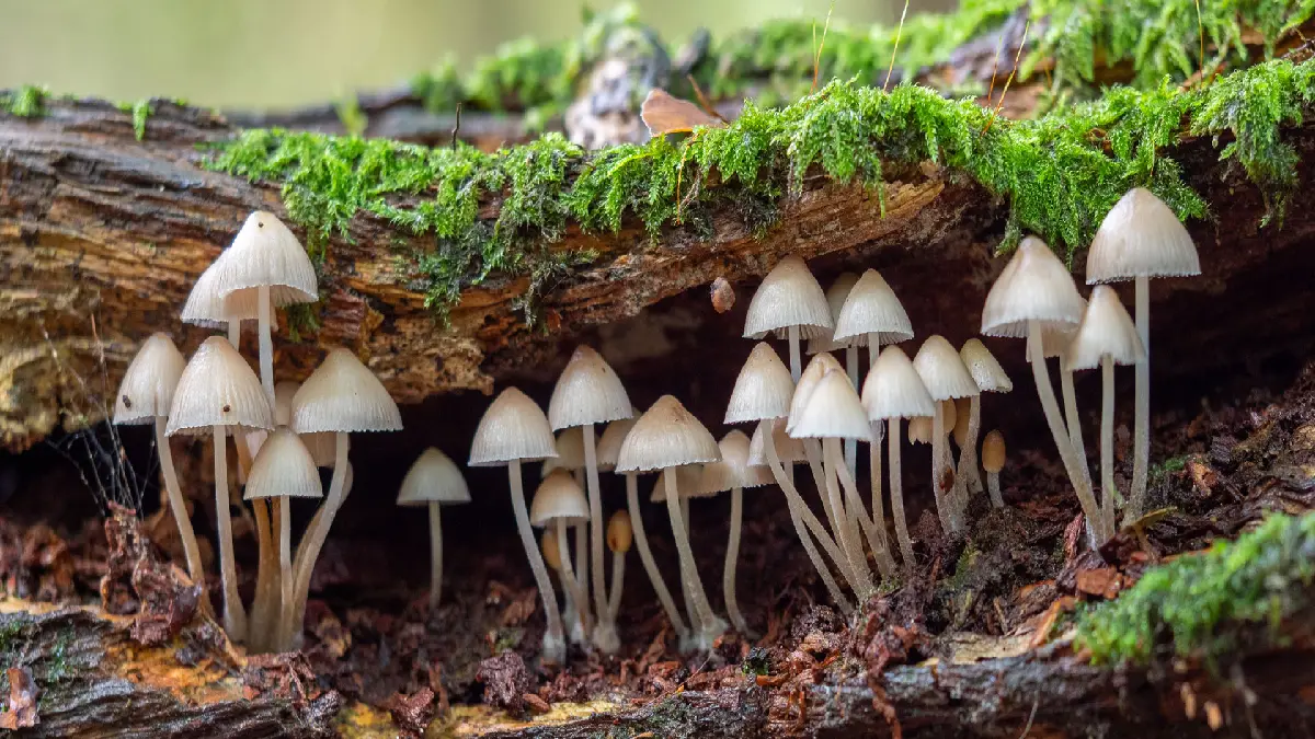 The Ecology of Magic Mushrooms in British Columbia